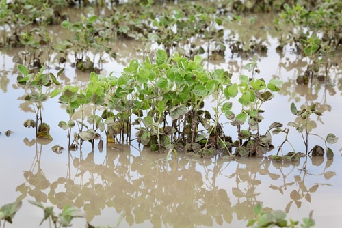 Soybean field flooded
