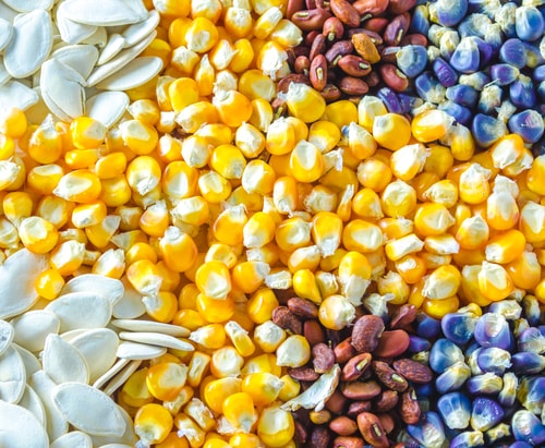 Different kinds of corn seeds