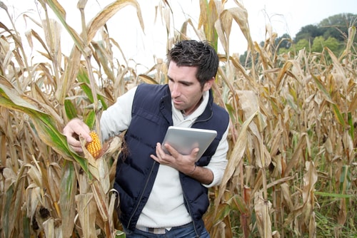 Farmer in field with tablet