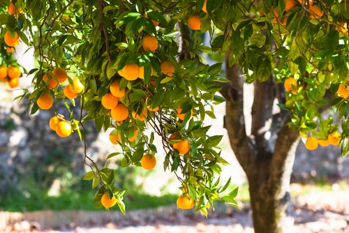Florida oranges and other agricultural products are being promoted in Canada