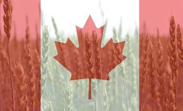 Canadian Flag on Wheat Field