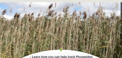 phragmites-learn-to-track