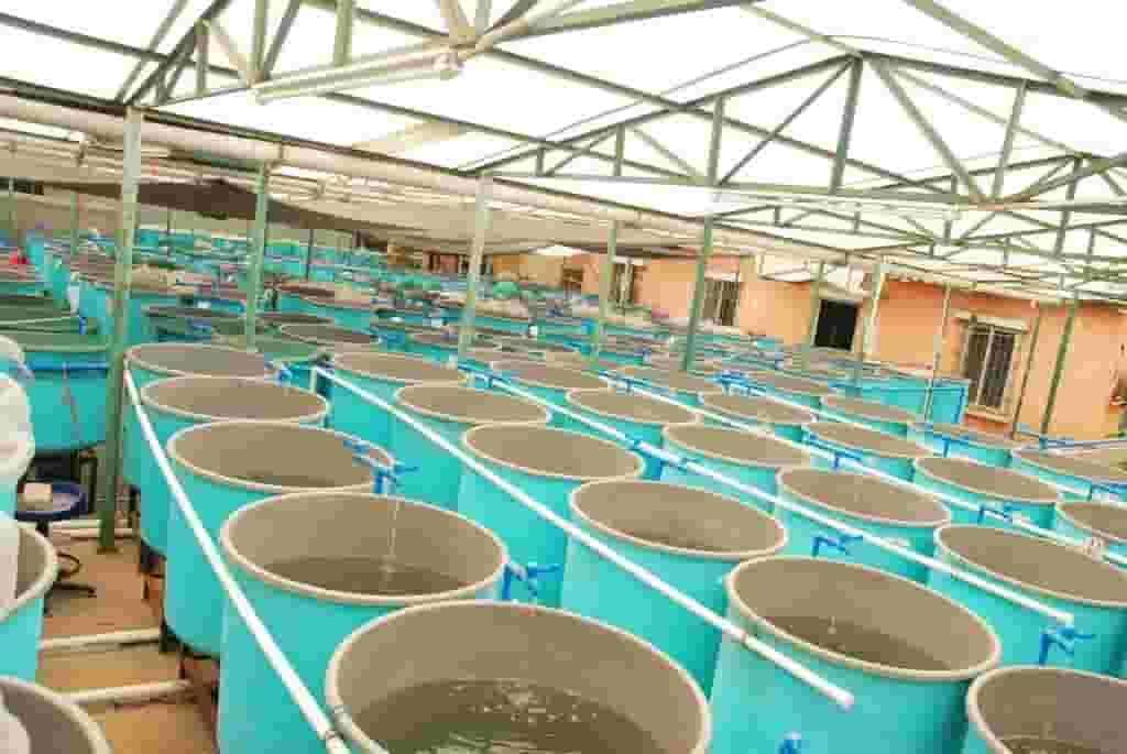 Fish farming Integrated recycling systems