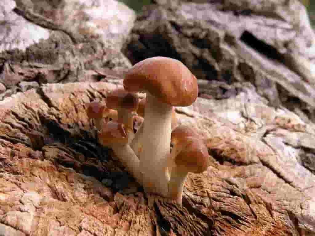 Mushrooms on Logs