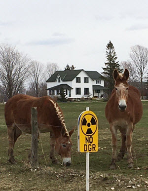 no DGR sign with donkeys