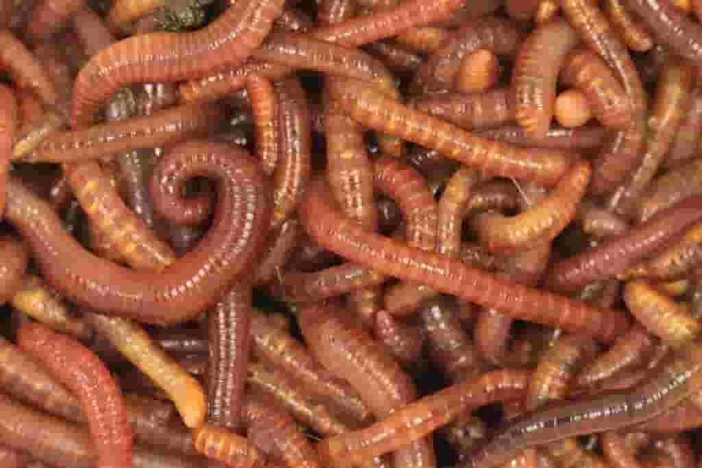 Red wiggler worms