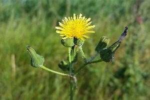 Sow Thistle 1
