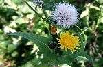 Sow Thistle 2