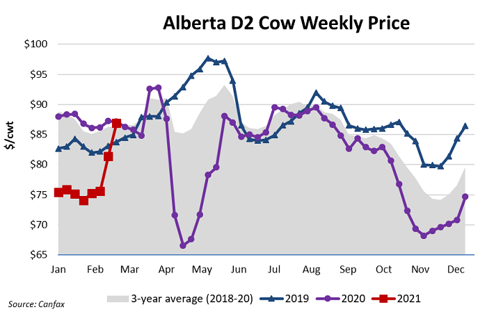 Alberta cow market and cow slaughter update