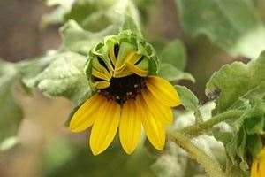 Volunteer Sunflower 1