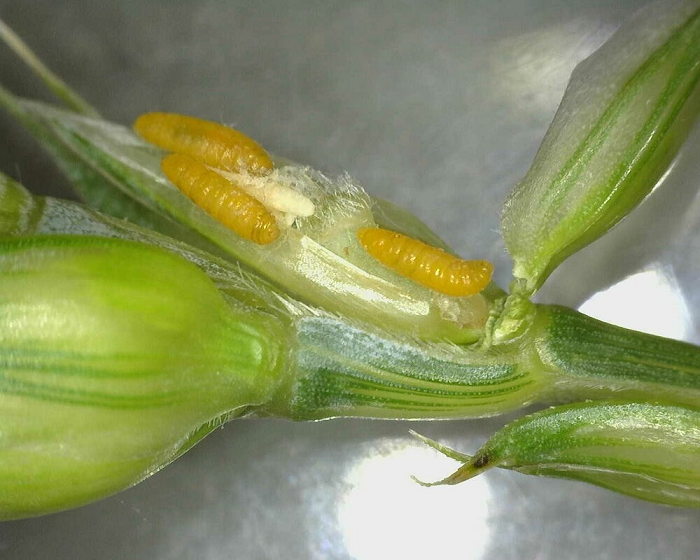 Wheat midge larvae