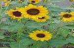 Wild Sunflower 2