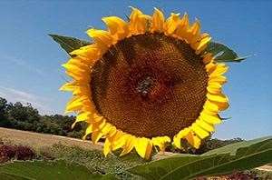Wild Sunflower 1