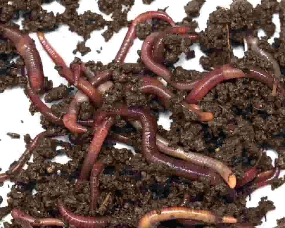 Worm composter