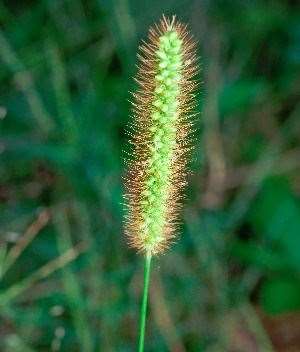 Yellow Foxtail 1