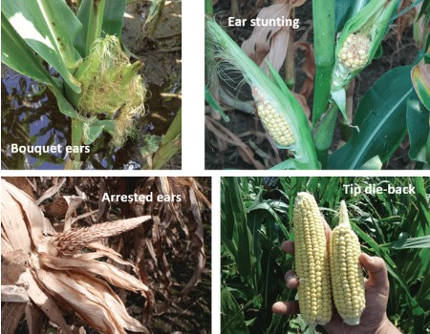 Updated Publication on Abnormal Corn Ears Now Available | Farms.com