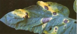 Early blight creates yellow tomato leaves