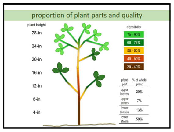 alfalfa diagram