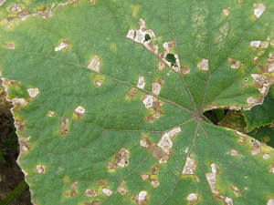 Angular Leaf Spot