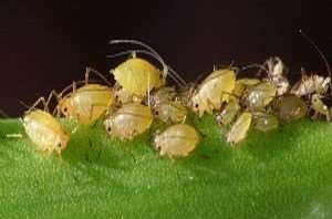 aphid-1