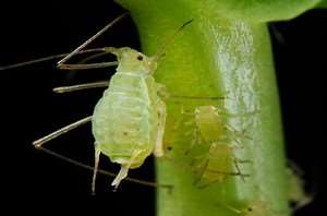 aphid-2