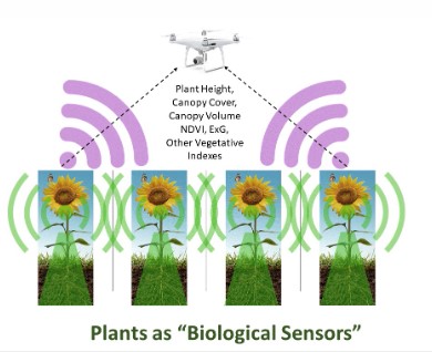 Plants as "Biological Sensors"