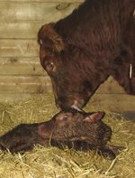 Newborn calf’s ability