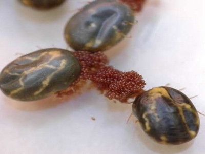 Asian blue tick with its eggs