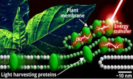 light-harvesting proteins