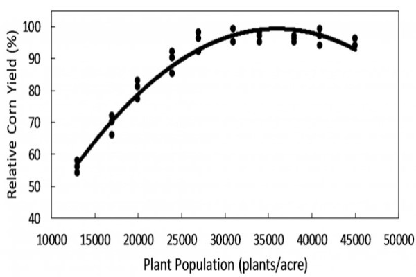 corn plant population 
