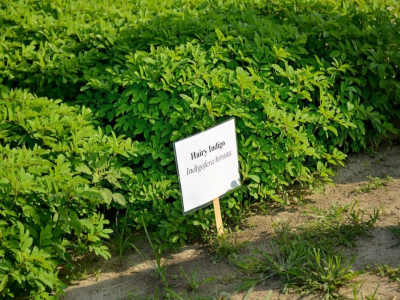 Hairy Indigo on display at the Cover Crop Conference