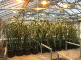 Exposing maize to heat and drought in a greenhouse.