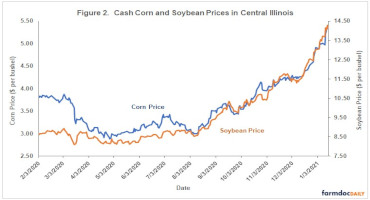 Cash Corn and soybean prices in cenral illinois