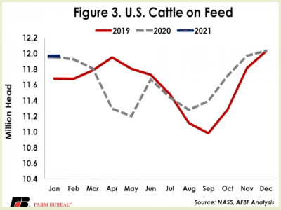 Cattle on feed