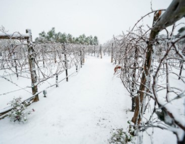 snow covered grapewines