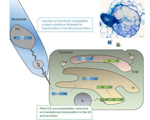 CLE peptides and their mimicry