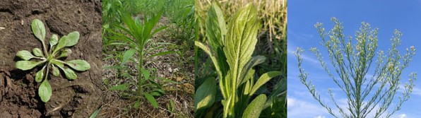 Marestail rosette