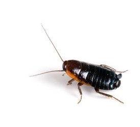 white coloured bacterium collected from a cockroach