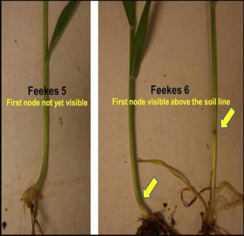 Wheat Growth Stages and Associated Management- Feekes 6.0 through 9.0 ...