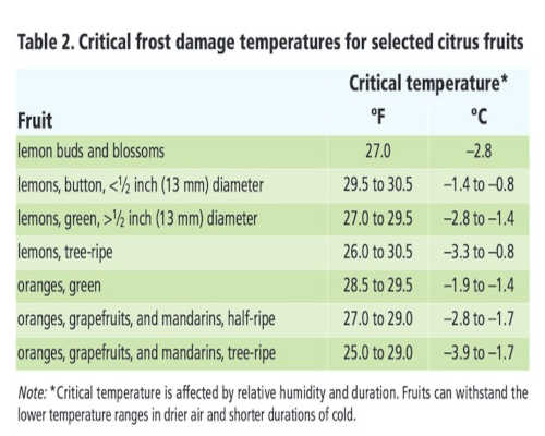 Critical Frost Damage