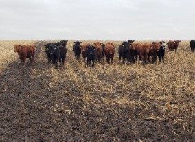 high stocking density treatment had 24 cattle grazing corn fields