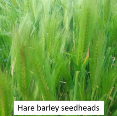 Hare barley 