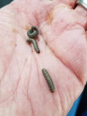 small to medium-sized army cutworm