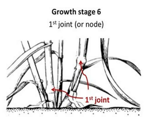 growth stage 6