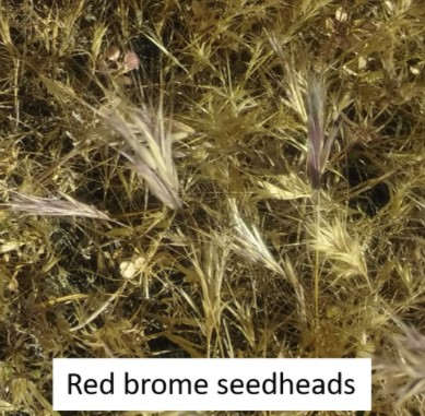 Red brome