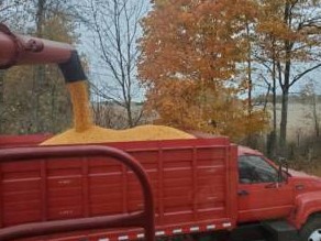 chopping corn stalks