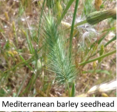 Mediterranean barley