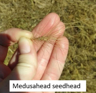 Medusahead