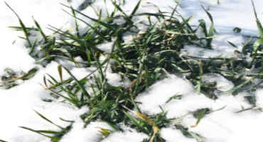 Snow-covered wheat 