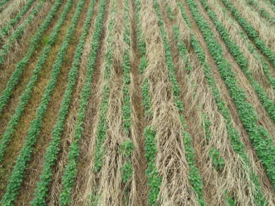 Soybean stands